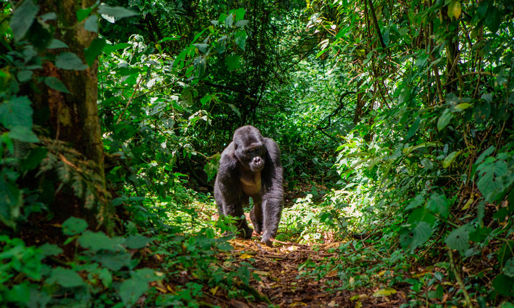Descubren un nuevo tipo de VIH derivado de los gorilas