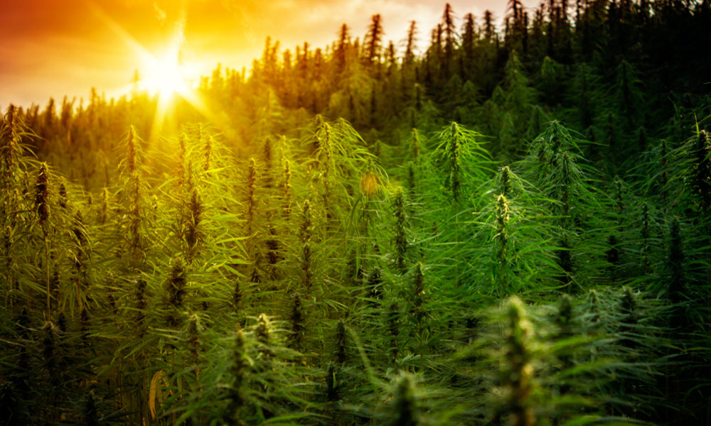 Chile inicia el cultivo legal de marihuana con fines terapéuticos