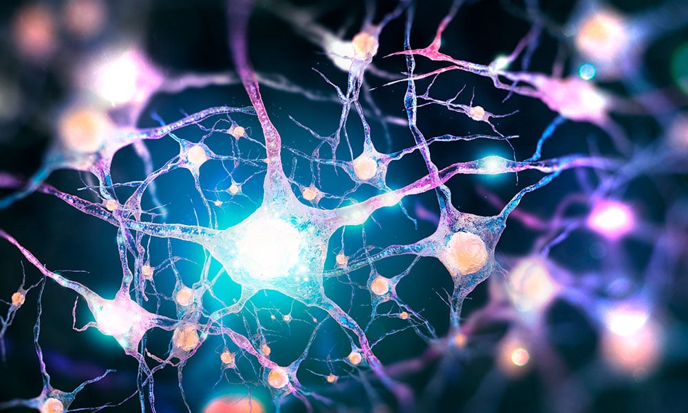 Descubren que el citoesqueleto de las neuronas está implicado en la enfermedad de Alzheimer