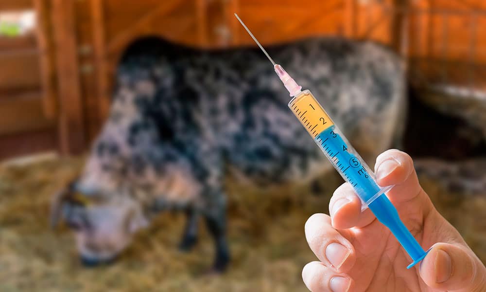 La EMA actualiza la categorización de los antimicrobianos utilizados en animales