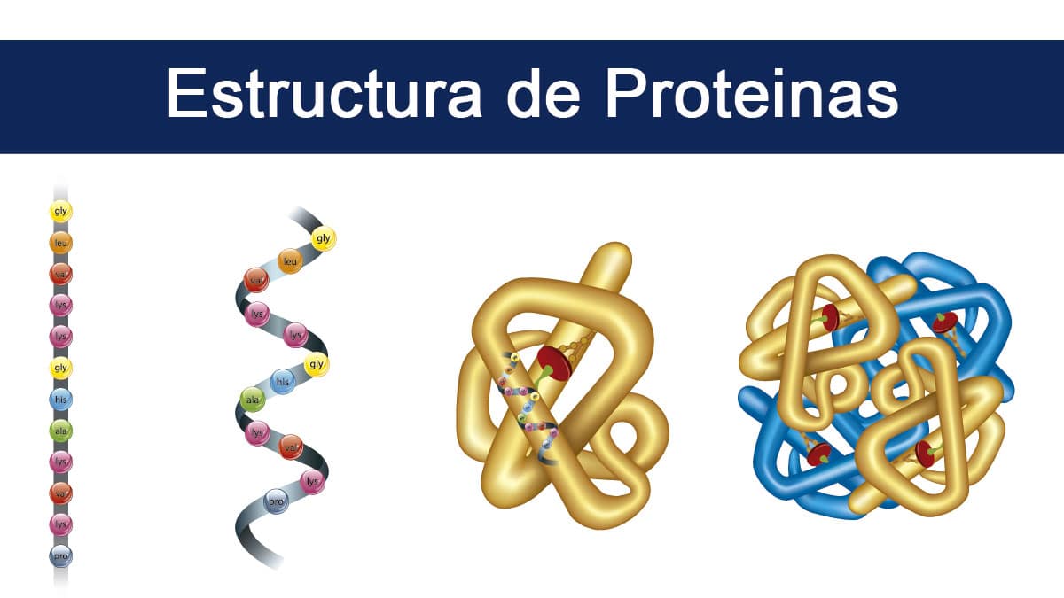 Un estudio revela limitaciones en el método de determinación de la estructura de proteínas