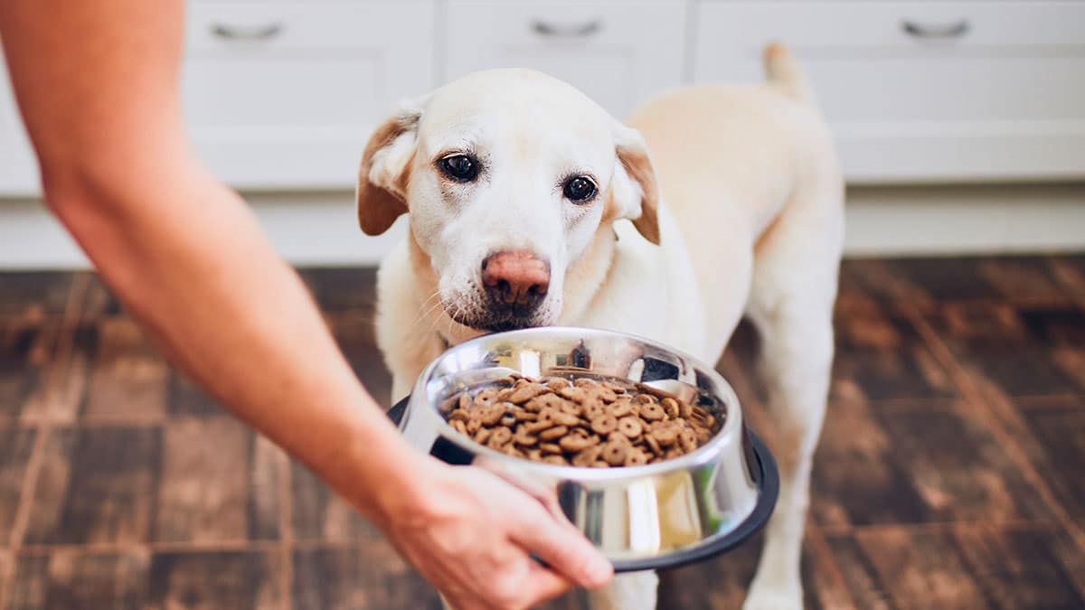 ¿Qué alimentos de las personas son seguros para los perros?