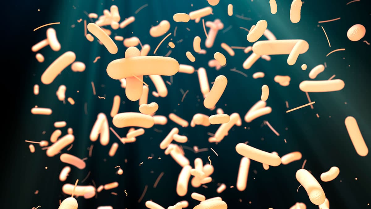 Una microbiota sana protege frente a gérmenes y refuerza el sistema inmunitario intestinal